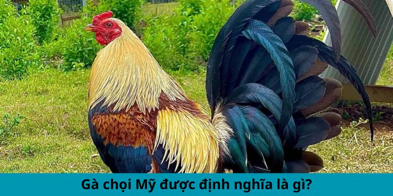 Gà chọi Mỹ được định nghĩa là gì?