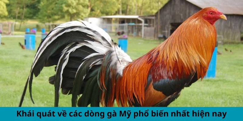 Khái quát về các dòng gà Mỹ phổ biến nhất hiện na