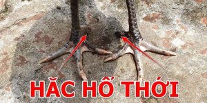 Giới thiệu về gà hắc hổ thới